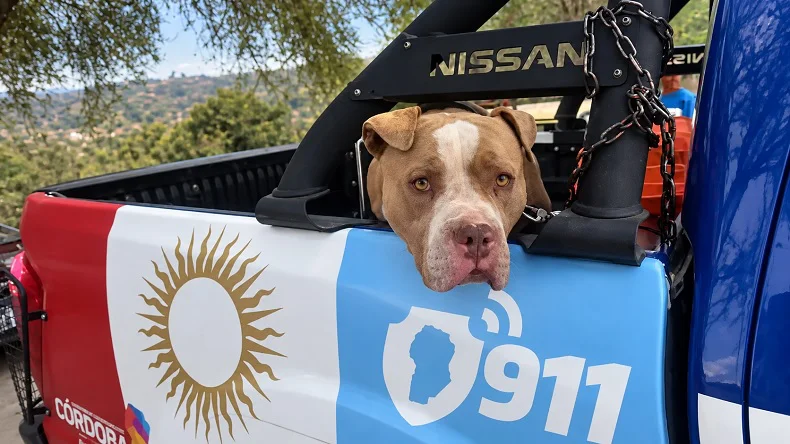 AG Pit Bull secuestrado 20260902