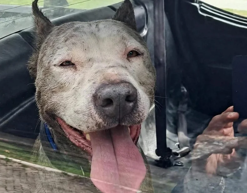 Perro detenido AG Bº Liniers 20261014