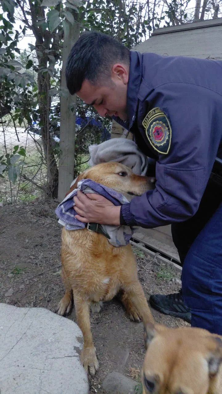 Perro rescatado - Anisacate